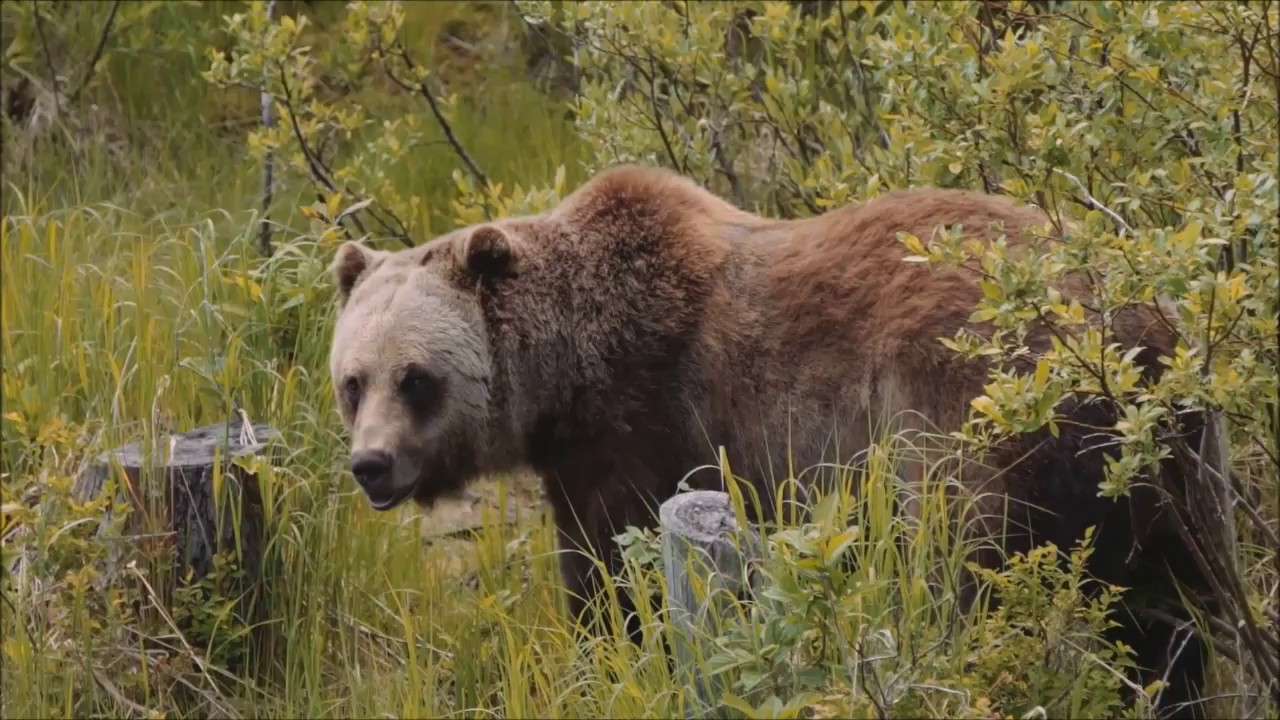 Discover Grizzly Bears Tour, Banff, Breakaway Experiences YouTube