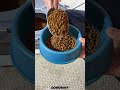 Your Pet Food Container is Wasting Space. Here's Proof. #amazon #organization #home #pets #diy