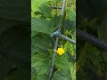 #오이수확#텃밭농사#바우새미농원#시골집#장덕리#오이지#판매#택배불기#70대유튜버#심문보