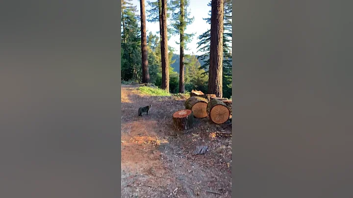 Savoya waits as Delta hops along tree stumps