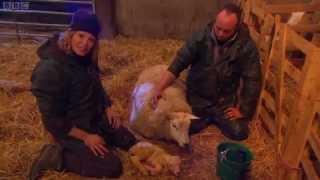 Lambing Live 2011 - Episode 1