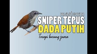 Burung Sniper Tepus Dada Putih (STDP) - Terapi burung juara