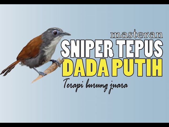 Burung Sniper Tepus Dada Putih (STDP) - Terapi burung juara class=