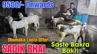 9500/- Onwards Saste Bakra Bakri At SADIK BHAI | 2026 Dhamaka Looto Offer Goat In Bhiwandi 