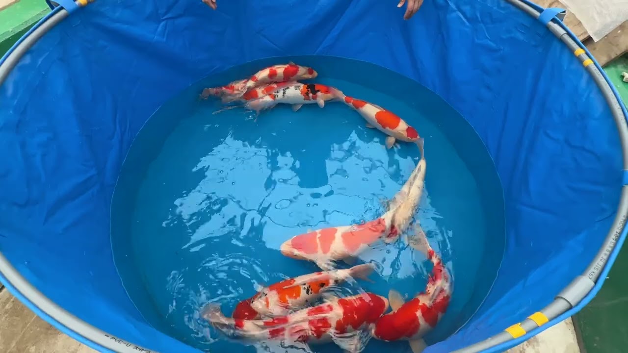 The Koi Matsuri – Premium Breeder Auction NO. 8 Archives - Kodama