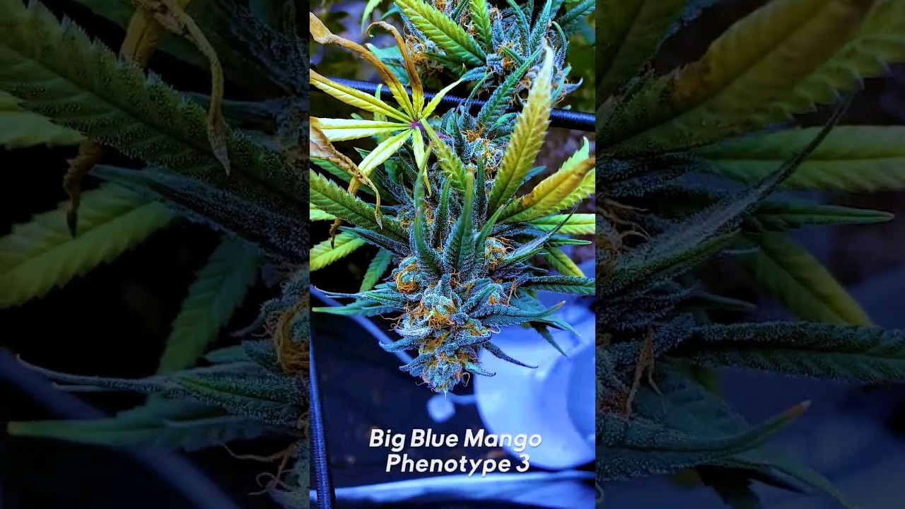 Big Blue Mango Grow 