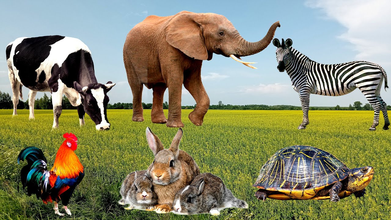 Забавные животные вокруг нас: Свинья, Кот, Петух, Кролик, Олень, Утка, Медведь — Знакомые животные