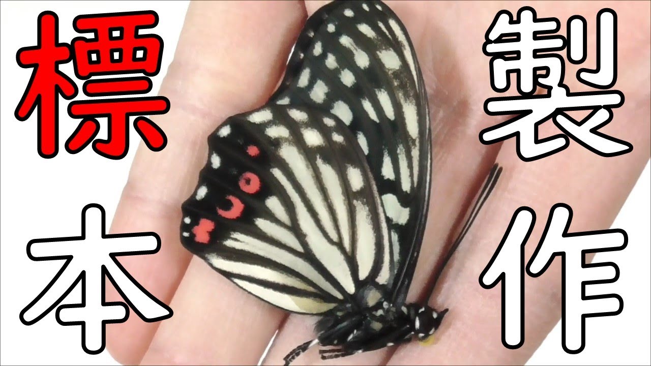 特定外来生物】アカボシゴマダラを標本にする動画 - YouTube