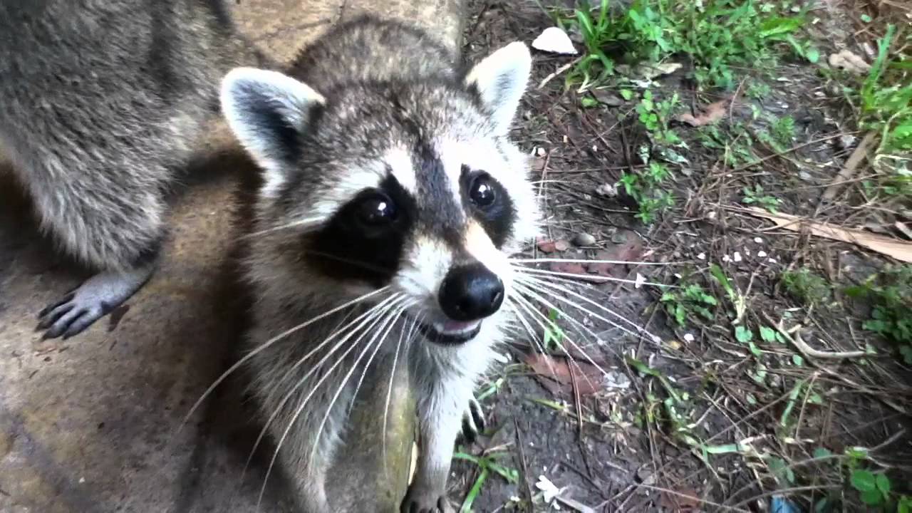 friendly raccoons - YouTube
