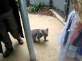 Koala Encounter - Taronga Zoo, Sydney