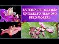 MANTIS ORQUÍDEA 🟣 LA REINA DEL DISFRAZ 🟣 UN INSECTO HERMOSO PERO MORTAL