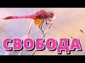 ВОДНО КОНЧЕ НАД ВОДАТА 🦟 DRAGONFLY FREE ABOVE THE WATER | Relaxing nature video @enigmaticshots
