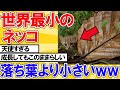 【2ch動物スレ】世界最小のネッコ「サビイロネコ」の可愛さは異常ｗｗｗｗｗｗｗｗ