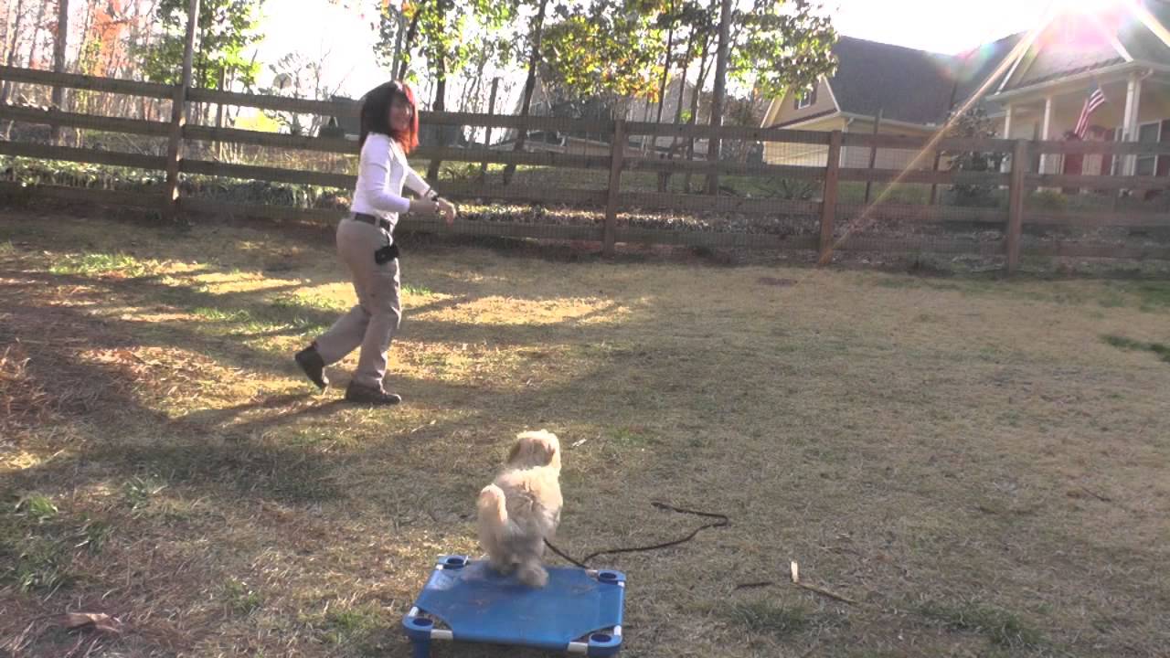 Dewey, Maltipoo Puppy, Day 4: Manners Training puppy paradise