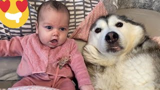 Newborn Babies Adorable Reaction To Petting Her Husky For The First Time Cutest Reaction Ever