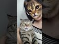 Try this filter to duet with your cat petreaction kittycat cutecat funnycats catlover