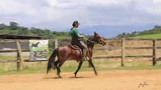 LOTE 19 ALPHA LORDS
