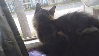 Ricky sees a squirrel