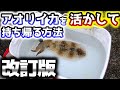 生きたままアオリイカを「状態良く」持ち帰る方法【改訂版】目的は透明なお刺身?飼育?