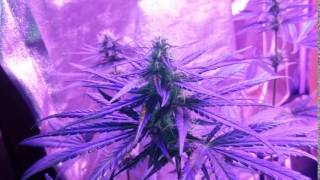 Camouflage Smoke: P45 & Summer Purp Update