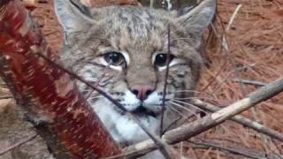 TRAPPING NOVA SCOTIA  2017 18    #16