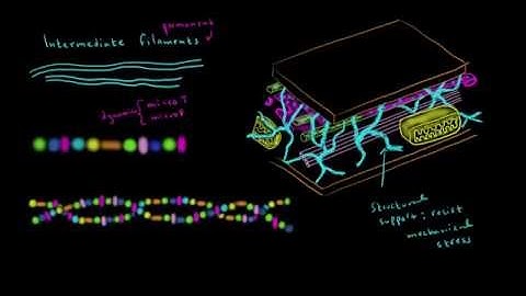 Microfilaments and Intermediate Filaments