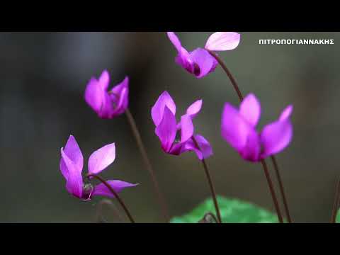 Βίντεο: Πεσμένα φυτά κυκλάμινο - Λόγοι και διορθώσεις για πεσμένα λουλούδια και φύλλα κυκλάμινο