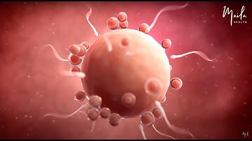 Pregnancy Week by Week: Development in the First Trimester