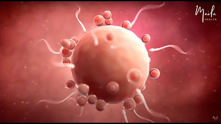 Pregnancy Week by Week: Development in the First Trimester