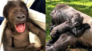 The Gorilla Who Found a Mother’s Love — And a Bigger Family!
