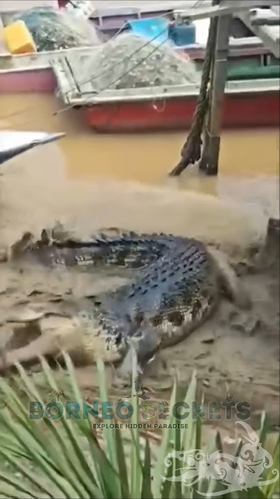 Buaya Besar Menyambar Biawak #shorts #predator #buaya