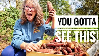 The HAPPIEST Garden Harvest | Growing Sweet Potatoes with Ruth Stout Method