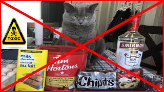 8 human food you should not share with your cat ( TOXIC FOOD !!!) by Cats MeWow 20 views 3 years ago 8 minutes, 5 seconds