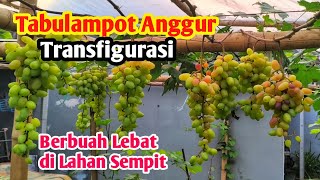 Transfiguration Grape Plant in Pots: Super Abundant Fruit in a Small Space!