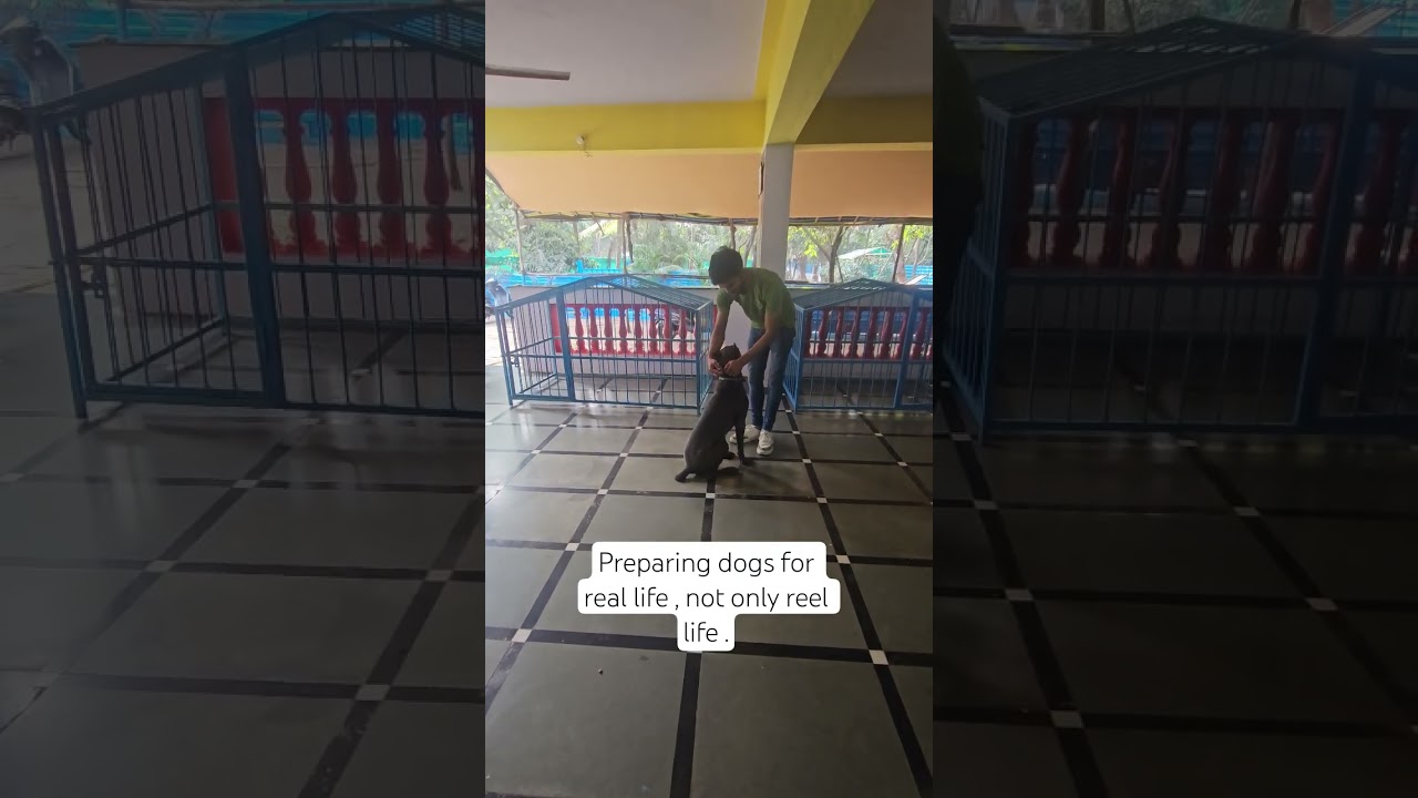 For details contact -9821752507 #pets #dog #dogtraining #mumbai #puppy #dogs #canecorso #puppy #pup