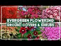 Top 10 gorgeous evergreen flowering ground covers and shrubs    