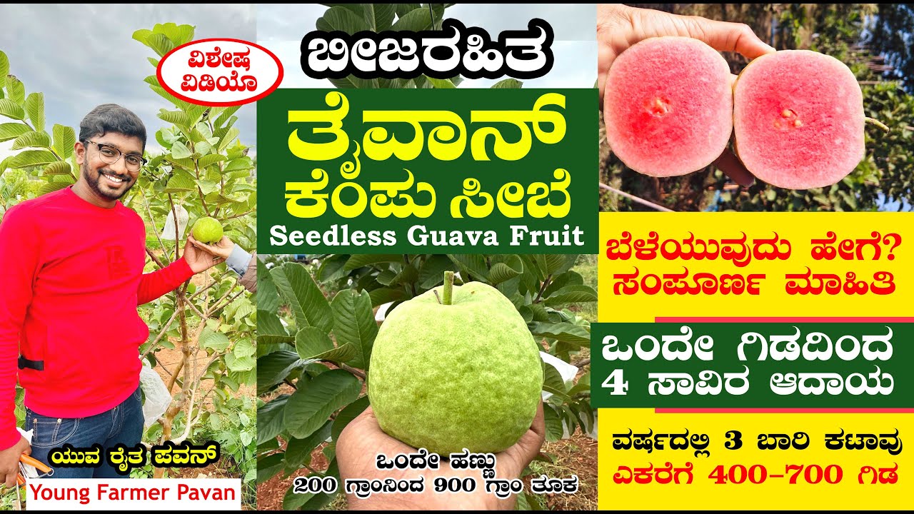 ತೈವಾನ್ ಕೆಂಪು ಸೀಬೆ ಬೆಳೆದ ಪವನ್ | ಬೀಜರಹಿತ ಸೀಬೆ ಬಗ್ಗೆ ಸಂಪೂರ್ಣ ಮಾಹಿತಿ | Seedless Guava Fruit farming