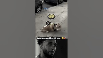 The Dog Who Lost His Legs But Still Doesn