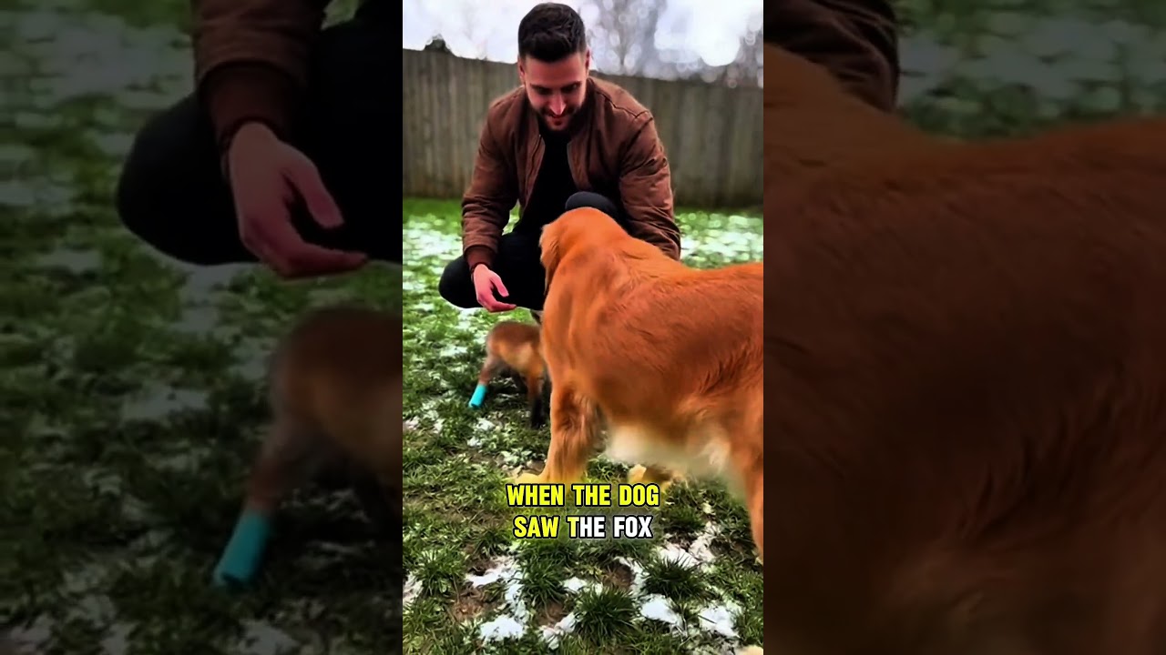 This man saved this fox cub humanity is still alive 😭🙏 