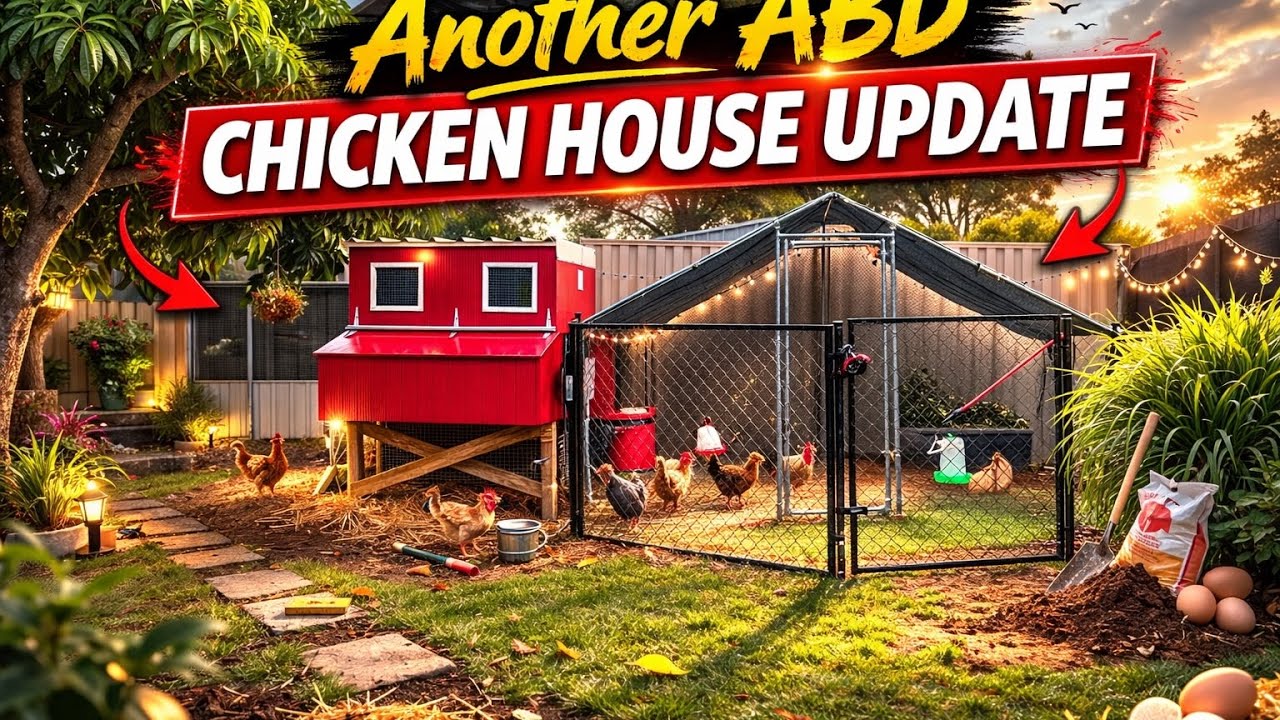 Another ABD Chicken House Update
