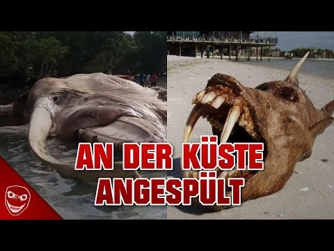 Video: Überreste Einer Mysteriösen Kreatur, Die An Einem Strand In Australien Gefunden Wurde - Alternative Ansicht