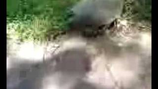 After a J i found this turtle!