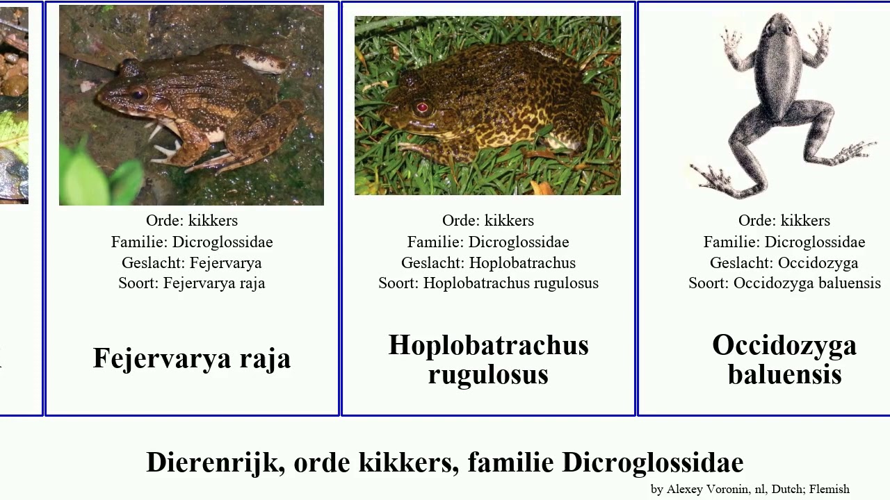 Dierenrijk, orde kikkers, familie Dicroglossidae animal lima raja spinosa Fejervarya Occidozyga