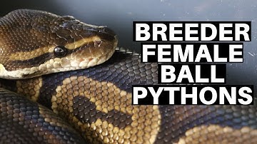 Understanding Breeder Female Ball Python Psychology - Benjamin