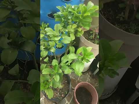 Video Cây Bưởi Da Xanh trồng chậu sẵn trái tại Giang's... - youtube