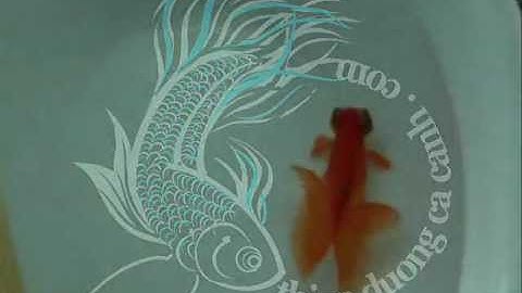 Cá Vàng Đuôi Bướm - Thiên Đường Cá Cảnh