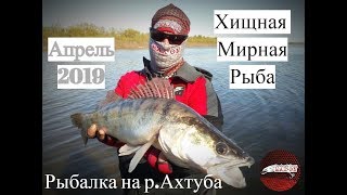 Рыбалка на Ахтубе Ловля мирной и хищной рыбы Рыбалка на Ахтубе Ловля мирной и хищной рыбы