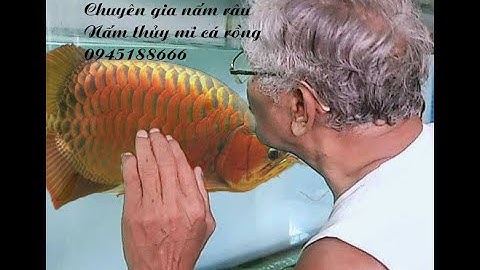 Chữa sạch hoàn toàn nấm râu và nấm thủy mi cá rồng trong 1 combo thuốc nấm cá cực hay - khỏi 100%