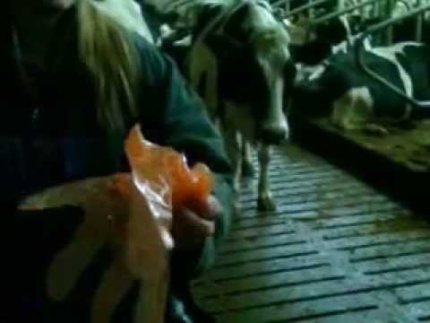 the incredible dr. pol apocalypse cow the incredible dr. pol apocalypse cow