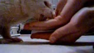 training a ferret to give a paw 2